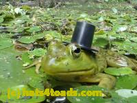 /home//u458753944/public_html/sourcegallery//Frogs/Bullfrogs 2016-08 Ontario/P8120065.JPG